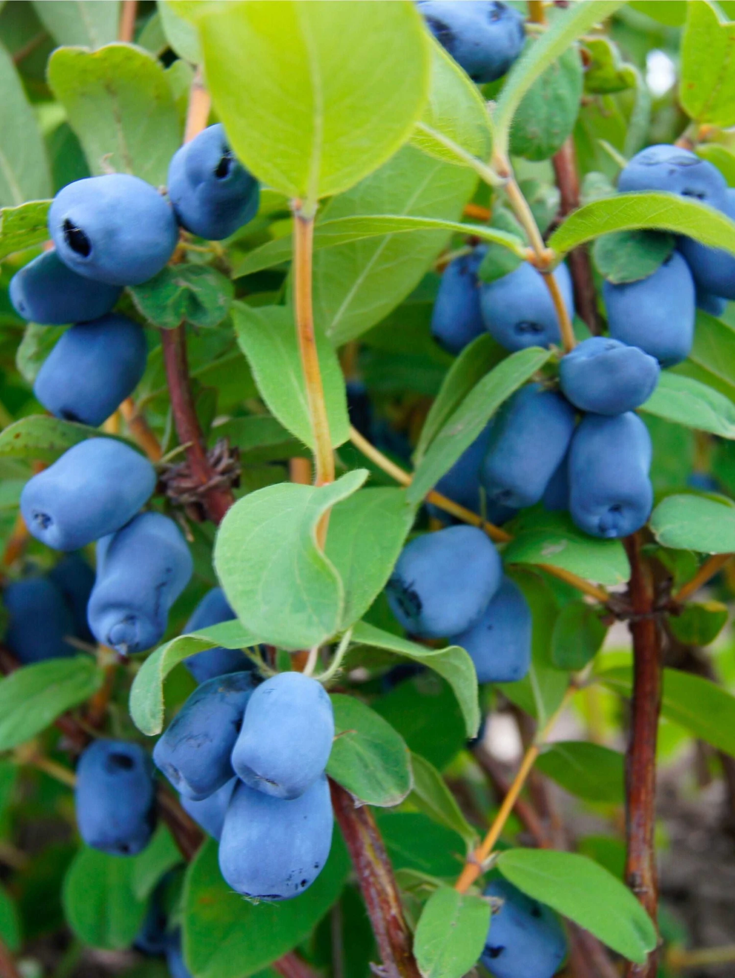 Blue Pagoda™ Honeyberry 3 Blue Pagoda™ Honeyberry