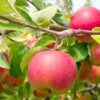 Cherry Cox Apple -Raintree Nursery shutterstock 73154578 1