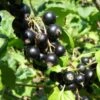 Belaruskaja Black Currant
