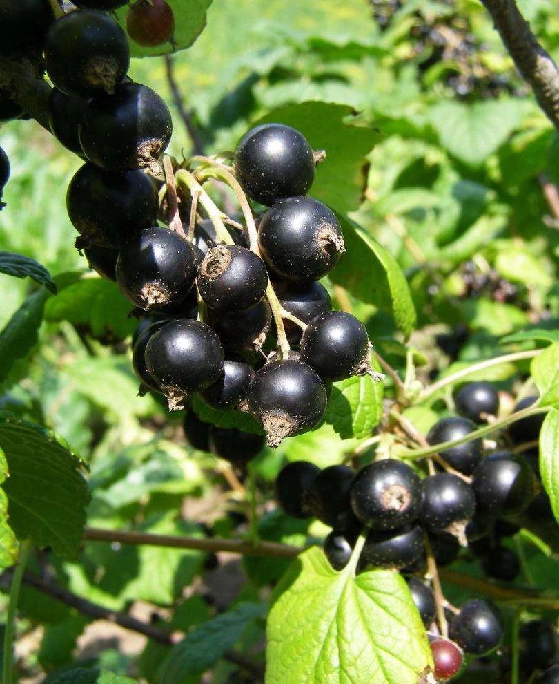 Belaruskaja Black Currant 3 Belaruskaja Black Currant