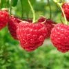Boyne Raspberry Bundle (5 Plants) 2 Boyne Raspberry Bundle (5 Plants) -Raintree Nursery shutterstock 76606609 1 4ddde6ae b89c 449a 881f 46a79195dac0