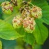 Nugget Hops -Raintree Nursery shutterstock 775507207 1 1