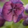 Deep Purple Akebia -Raintree Nursery shutterstock 784814788 1