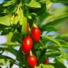 Phoenix Tears Goji Berry -Raintree Nursery shutterstock 87391118 1 1