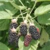 Hall's Beauty Blackberry -Raintree Nursery shutterstock image 1 1 1