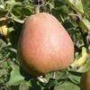 Suij European Pear -Raintree Nursery shutterstock image 10 1 1