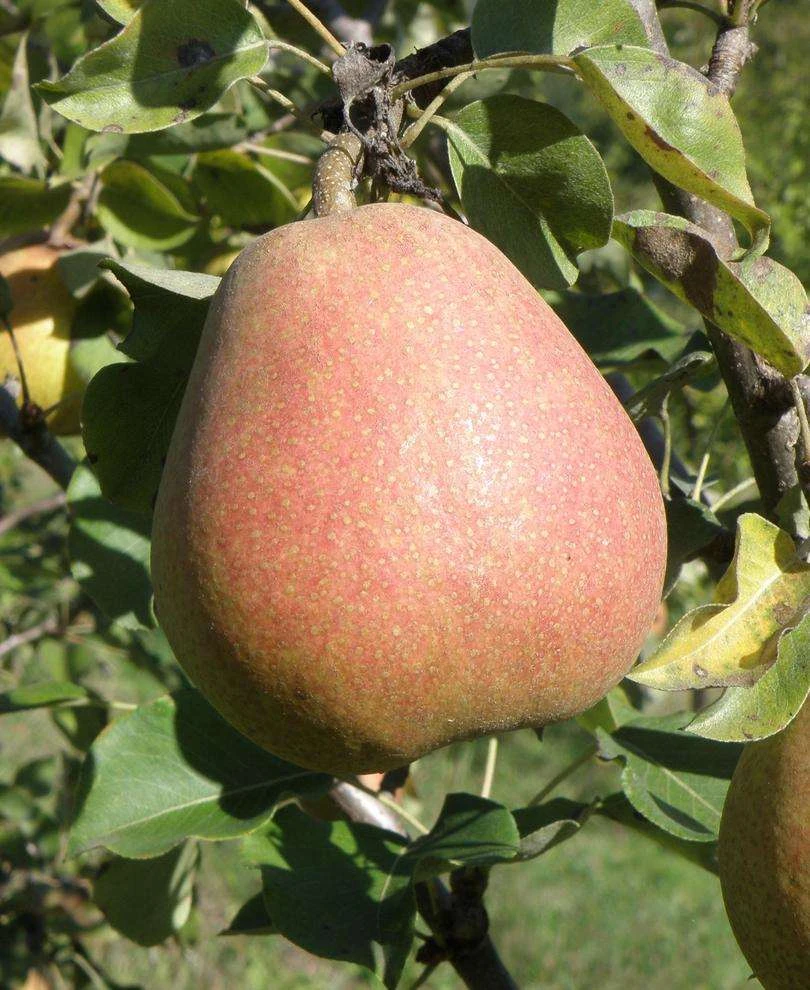 Suij European Pear 3 Suij European Pear