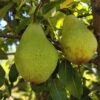 Butt European Perry Pear -Raintree Nursery shutterstock image 10 1