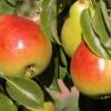 Gem European Pear -Raintree Nursery shutterstock image 15 1 1 1