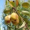 Theilersbirne European Perry Pear -Raintree Nursery shutterstock image 6 1 1