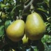 Blake's Pride European Pear 2 Blake's Pride European Pear -Raintree Nursery shutterstock image 9 1