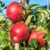 Early Pink Lady Apple 2 Early Pink Lady Apple -Raintree Nursery shutterstock image 943b9d3d e7a9 422a 8518 cd4d734f9699 1 1