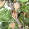 Titan Almond -Raintree Nursery shutterstock 100487479