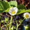 Russian Male Musk Strawberry -Raintree Nursery shutterstock 1025150605 3
