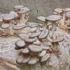 Oyster Mushroom Kit -Raintree Nursery shutterstock 1026884599