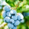 Alpha Toro Blueberry -Raintree Nursery shutterstock 1037342359 1