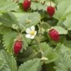 Wild Strawberry 1 Wild Strawberry -Raintree Nursery shutterstock 104055983 1 1