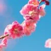 Peggy Clark Flowering Apricot -Raintree Nursery shutterstock 1061245775