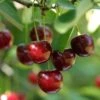 Hudson Cherry -Raintree Nursery shutterstock 109532414hudson 1