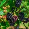 Columbia Sunrise Thornless Blackberry -Raintree Nursery shutterstock 1137185042