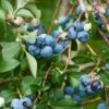Patriot Blueberry -Raintree Nursery shutterstock 114159136 2 1