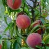 Mary Jane ™ Peach 2 Mary Jane ™ Peach -Raintree Nursery shutterstock 1154052739