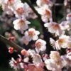 Bungo Flowering Apricot -Raintree Nursery shutterstock 1158646051