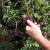 Samdal Elderberry 2 Samdal Elderberry -Raintree Nursery shutterstock 1168717393 1