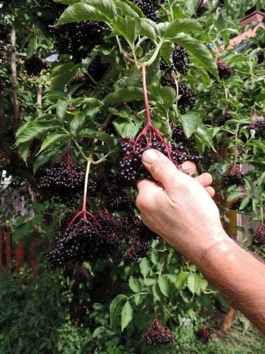 Samdal Elderberry 3 Samdal Elderberry