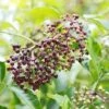 Wyldewood Elderberry -Raintree Nursery shutterstock 1171907257