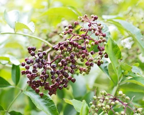 Wyldewood Elderberry 3 Wyldewood Elderberry