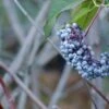 Blue Elderberry 1 Blue Elderberry -Raintree Nursery shutterstock 1189645075 1