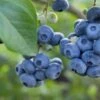 Razz ™ Blueberry -Raintree Nursery shutterstock 1192869643