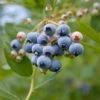 Alpha MINI Blues™ Blueberry -Raintree Nursery shutterstock 1192869691