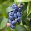 Spartan Blueberry -Raintree Nursery shutterstock 1195250827 1