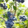 Misty Blueberry -Raintree Nursery shutterstock 1195250830 1 1
