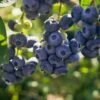 Darrow Blueberry -Raintree Nursery shutterstock 1195256659