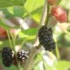 Kokuso Korean Mulberry -Raintree Nursery shutterstock 1208014621