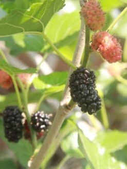 Kokuso Korean Mulberry