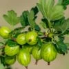 Invicta Gooseberry -Raintree Nursery shutterstock 142468006