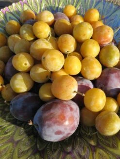 Featured Products -Raintree Nursery shutterstock 1427325371