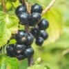 Titania Black Currant 2 Titania Black Currant -Raintree Nursery shutterstock 1454867285 1