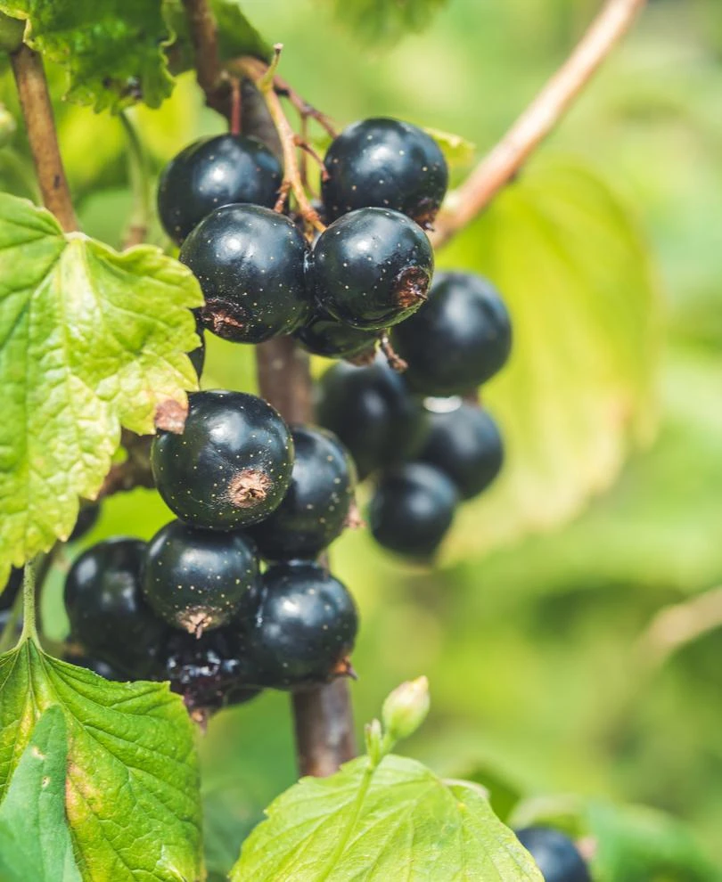 Titania Black Currant 3 Titania Black Currant