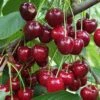 Danube Cherry 2 Danube Cherry -Raintree Nursery shutterstock 1455581603