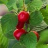 Nanking Cherry -Raintree Nursery shutterstock 147425744 1