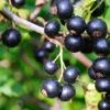 Ben Lomond Black Currant -Raintree Nursery shutterstock 1477064366