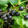 Ben More Black Currant -Raintree Nursery shutterstock 1482109526 1
