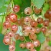 Pink Champagne Currant 1 Pink Champagne Currant -Raintree Nursery shutterstock 1485591821 1
