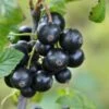 Minaj Smyriou Black Currant -Raintree Nursery shutterstock 1497701447 1