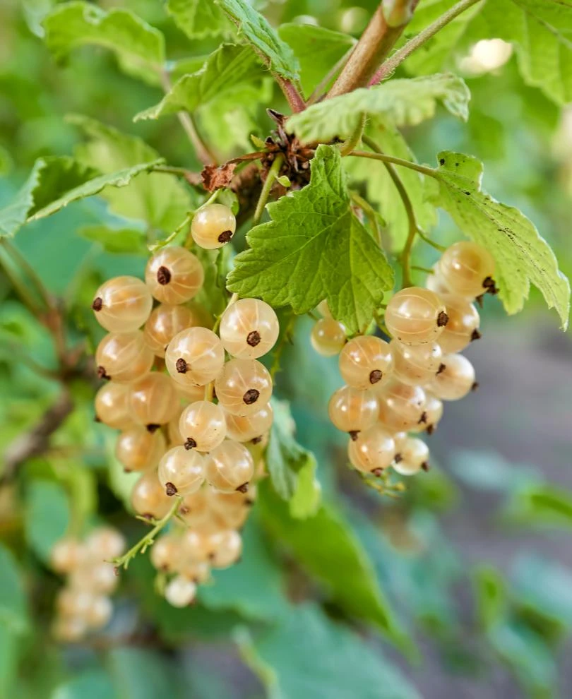 Blanca White Currant 3 Blanca White Currant